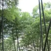 普普哥哥