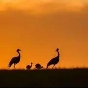 清野月音