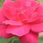 @封(^_^)