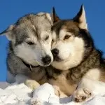 ≯独狼≮