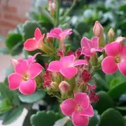🌷都市丽人