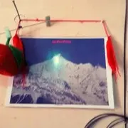 古树情