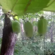 桦树t