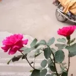 我不想当灯泡