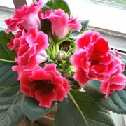 芙蓉王wyts