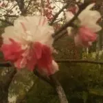 看你依旧