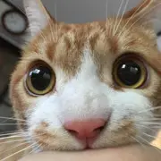 萝萝萝萝莉