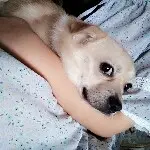 喵蛋爱吃啥你猜