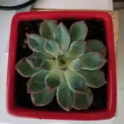 ✲❤有你就够❤✲。