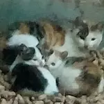 龙腾家族狼