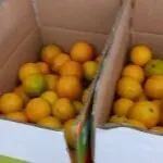 永兴冰糖橙，橙子哥