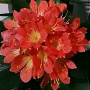 珍惜彼此（平安保险）