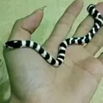 ∮老顽童東方铄∠