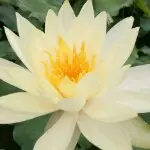 ❤ゞ馨悦期盼ゞ❤的主播照片