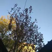 平平安安z!$