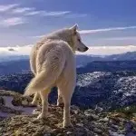 查无此人那