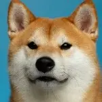 <)#)))≦
