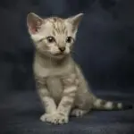 拿人心比自心