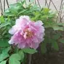 A临清济南188