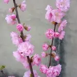 鱼珂儿