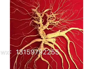 人参花姐人参代购的主播照片