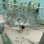 叶斗t