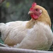 忧郁的の凤凰