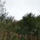 吴小春h