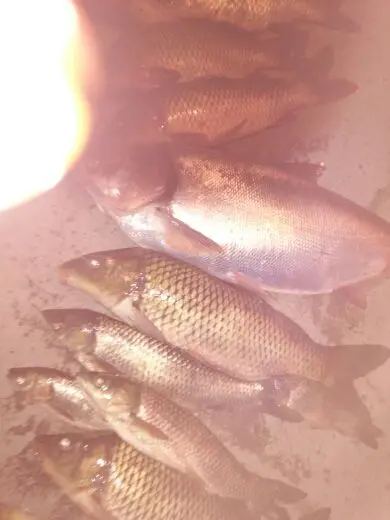 🎣无名的主播照片