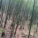 袁跃春