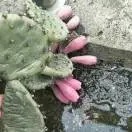 复苏潘朵拉