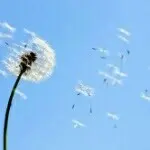 風中の蒲公英