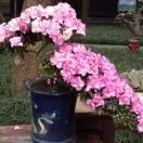 瑞雪之上