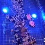 随风z19
