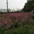 雪花飘飘d$