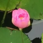 ✘欢歌
