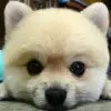 孤灬n