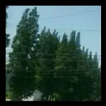 踏雪寻梅终不悔