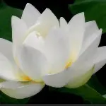 ￡🍃淡然🌹🍃￡