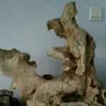 花开鲜艳