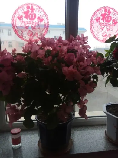 边疆老农的主播照片