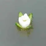 只有看看