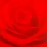 花开富贵哥