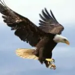 沉默鹰n
