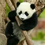 🐼🐼功夫熊猫