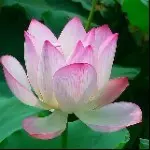 ②.习惯有你