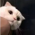 后来佐手成了手手
