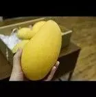 白杨。