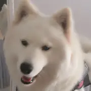 一只萨摩耶