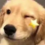 柒一菁、菁魂若梦